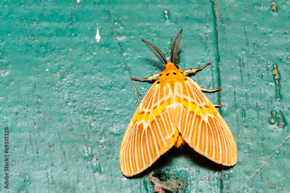 Fototapeta premium Orange moth on wall