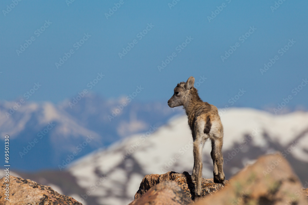 Obraz premium Bighorn Sheep Lamb