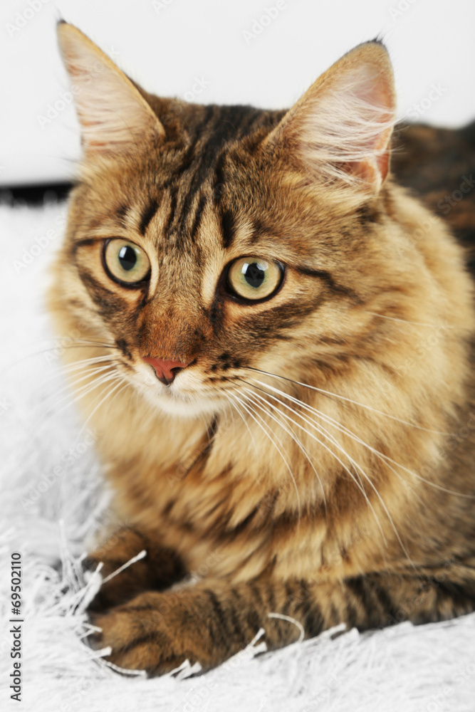 Beautiful cat lying on carpet Beautiful cat lying on carpet
