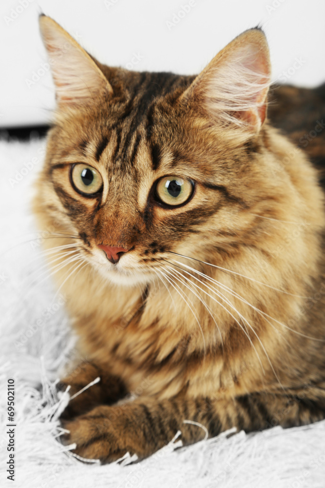 Beautiful cat lying on carpet