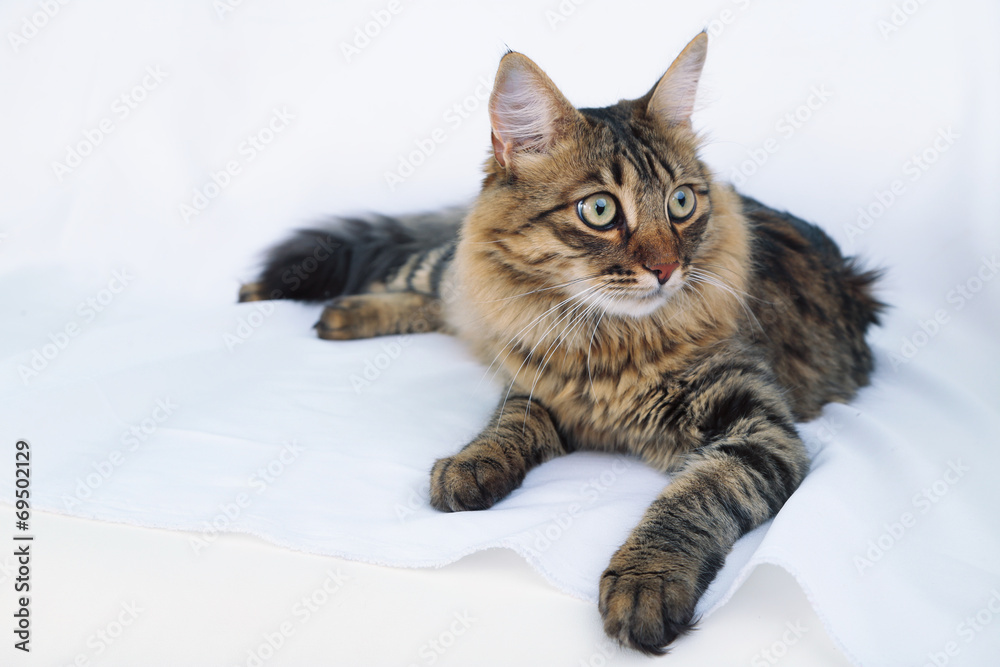 Beautiful cat resting on bed