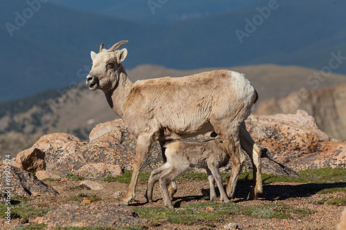 Bighorn Sheep Lamb Nursing