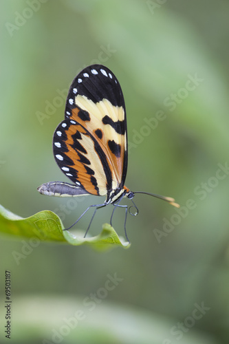 Borboleta Mechanitis polymnia photo