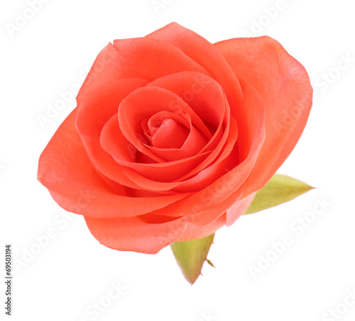 beautiful rose flower  isolated on white