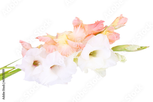 beautiful gladiolus flowers on light color background