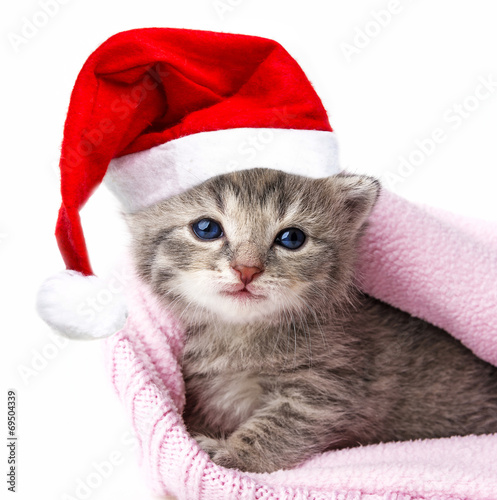 cute newborn kitten with santa cap