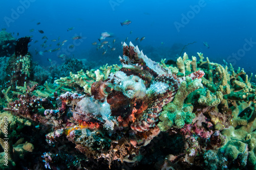 Fototapeta Naklejka Na Ścianę i Meble -  Scorpionfish Camouflage