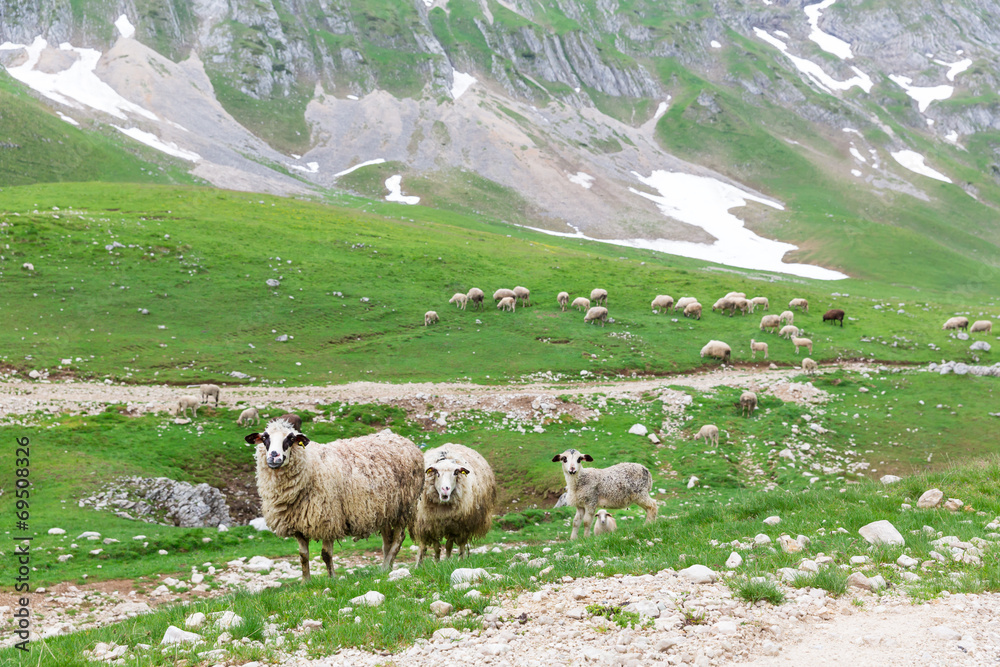 Obraz premium Sheeps in mountains