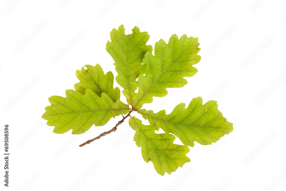 oak leaves isolated on white background. Stock Photo | Adobe Stock