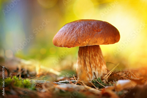Cep mushroom growing in autumn forest. Boletus