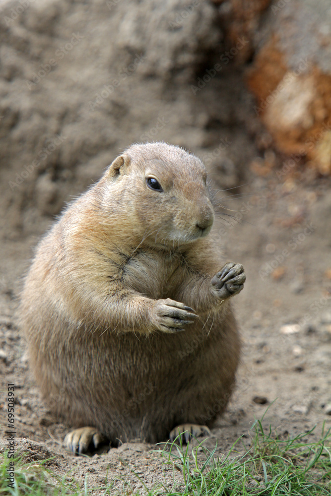 Naklejka premium Präriehund