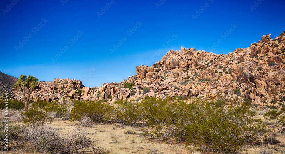 Fototapeta premium Joshua Tree National Park