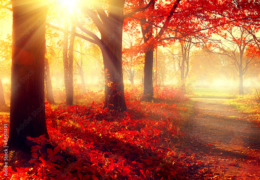 Fall scene. Beautiful autumnal park in sunlight - obrazy, fototapety, plakaty 