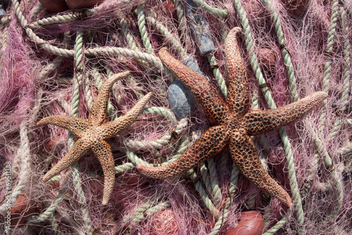 Fishing nets & sea stars photo