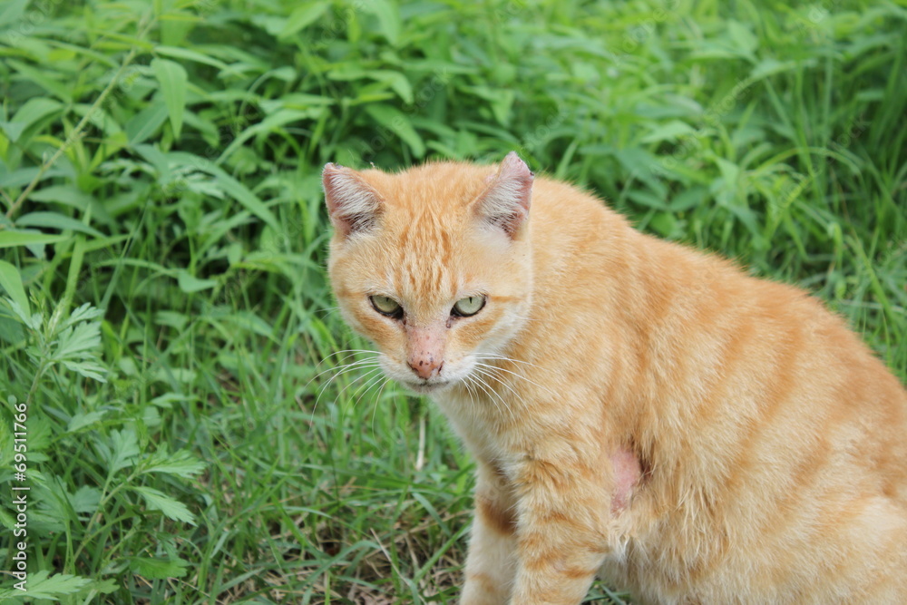猫 猫