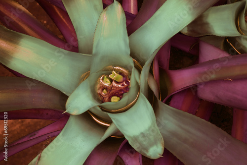 Intervenção sobre foto de bromelia Nidularium photo
