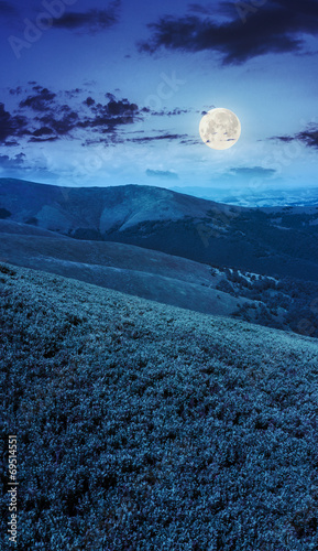 high wild plants at the mountain top at night photo