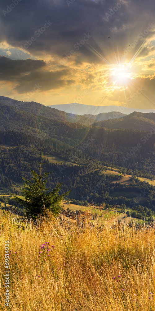 small pine tree among the grass in mountains at sunset