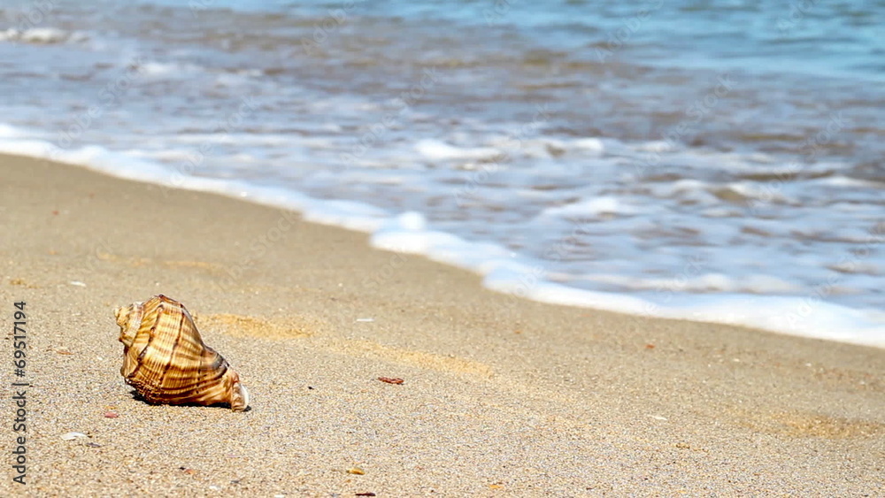 conch shell on the beach and human legs