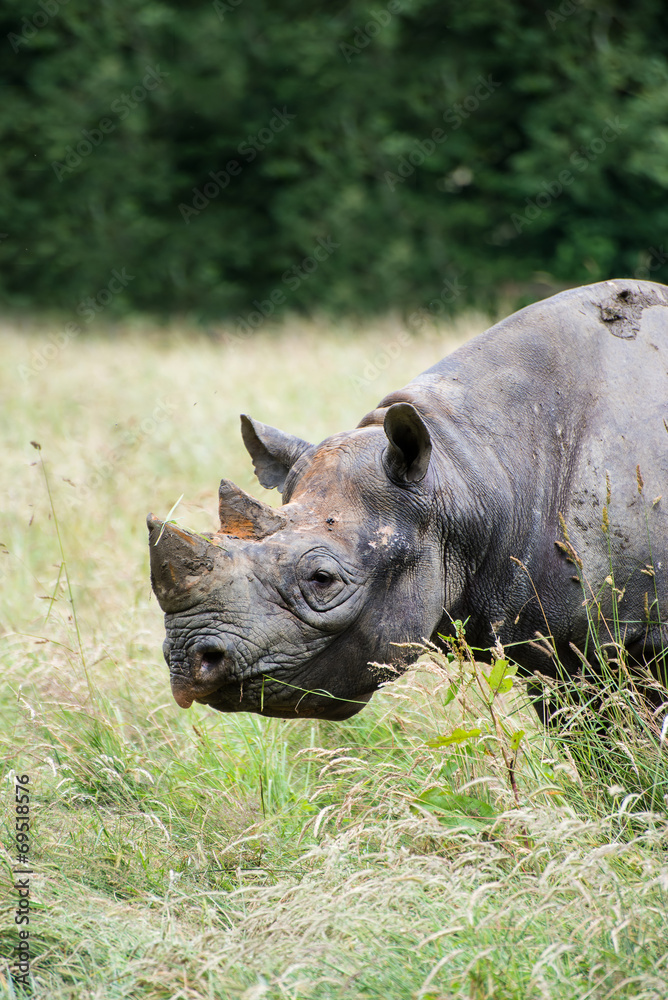 Black rhinoceros diceros bicornis michaeli in captivity Black rhinoceros diceros bicornis michaeli in captivity