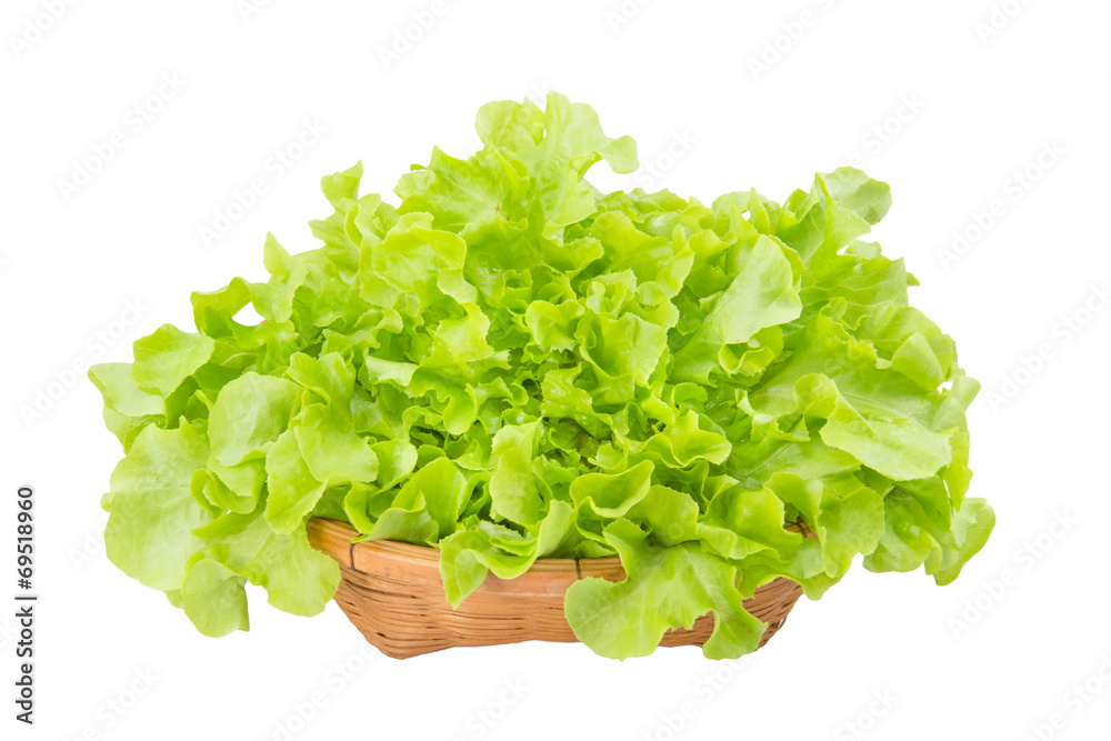 Green oak leaf lettuce in wooden vegetable basket isolated on wh Green oak leaf lettuce in wooden vegetable basket isolated on wh