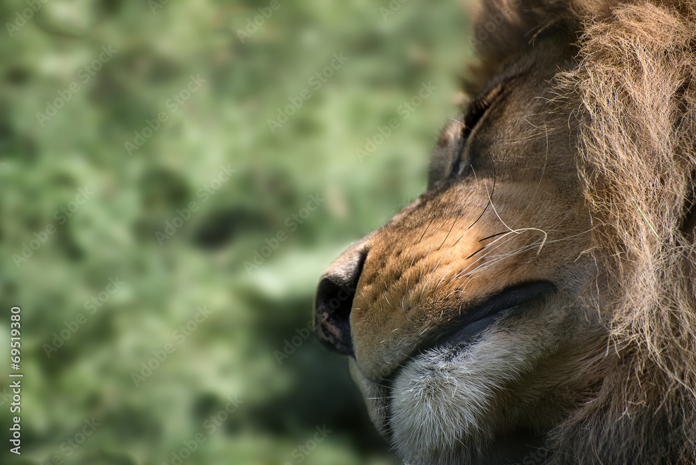 Unusual facial portrait of sleeping Barbary African Atlas Lion Unusual facial portrait of sleeping Barbary African Atlas Lion