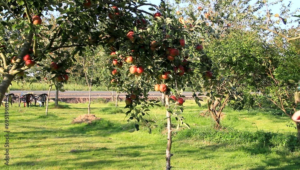 Mann pflückt Äpfel im Garten