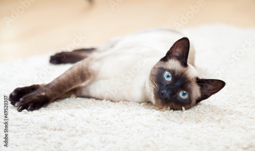 Obraz na plátne Siamese cat