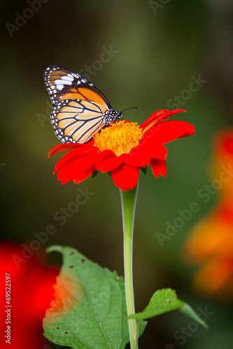 Butterfly © DG PhotoStock
