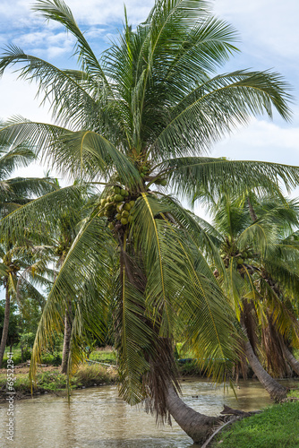 coconut tree