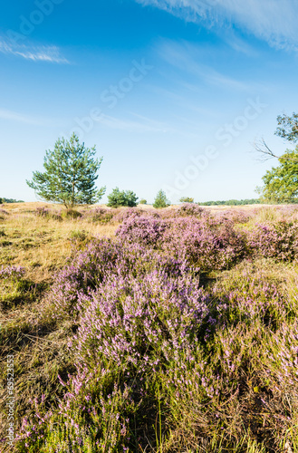 Colorful dune landscape