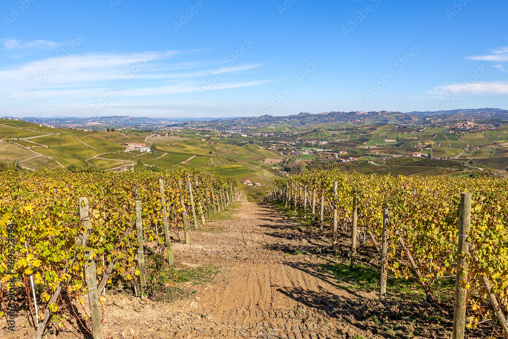 Autumnal vineyards of Piedmont, Italy,