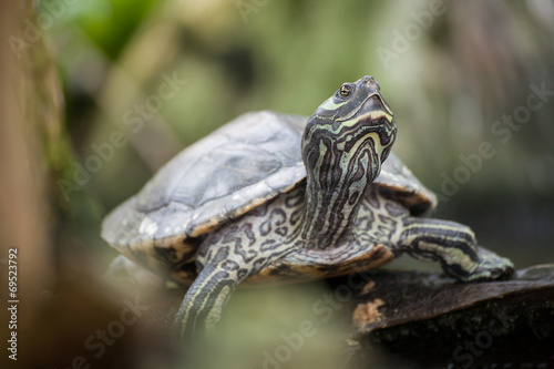 River cooter - a freshwater turtle native to Florida, USA