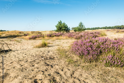 Colorful dune landscape