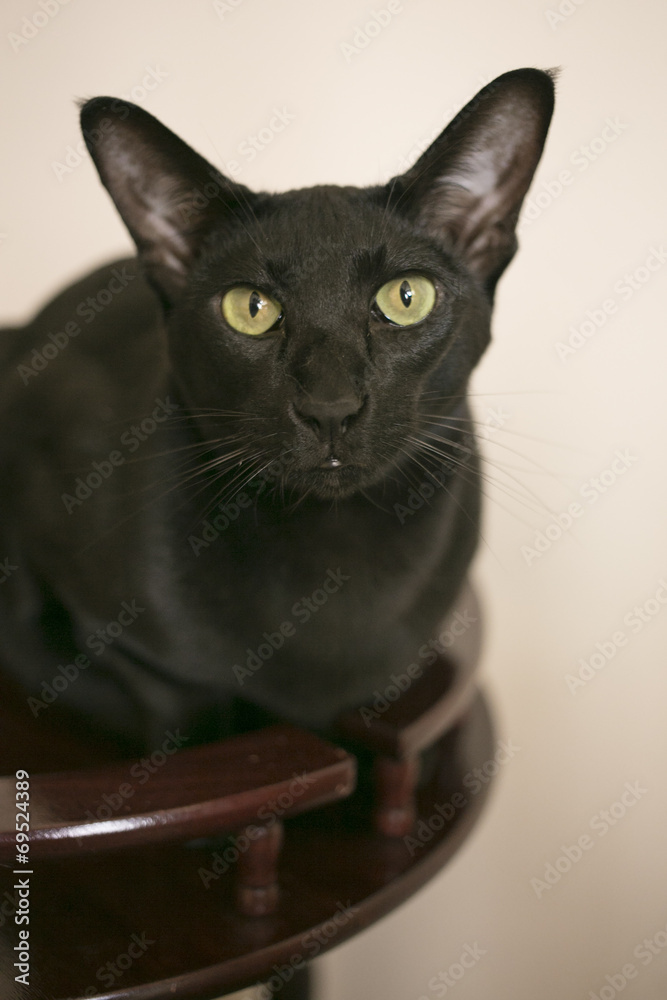 Oriental shorthair cat looking in the camera. Dark black