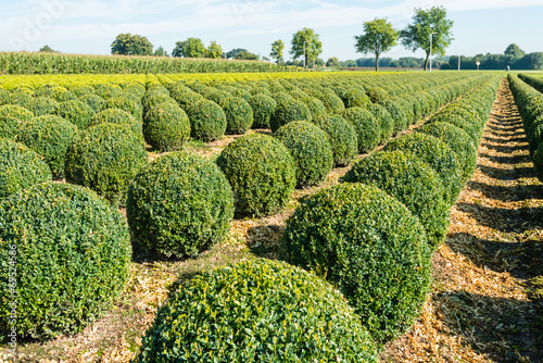 Bulbous boxwood bushes