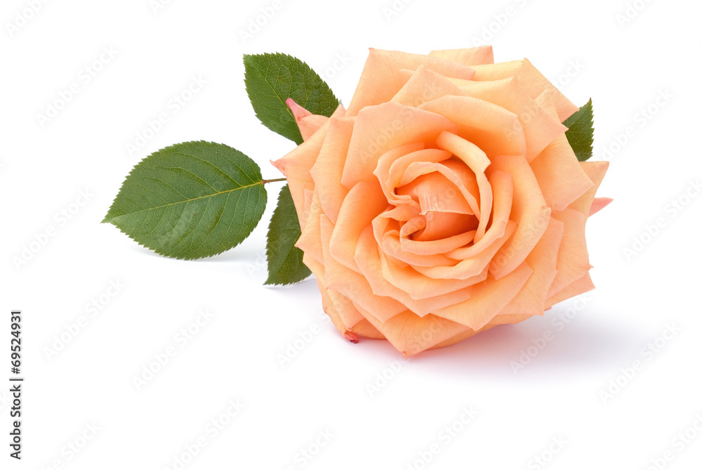 Fototapeta premium Rose