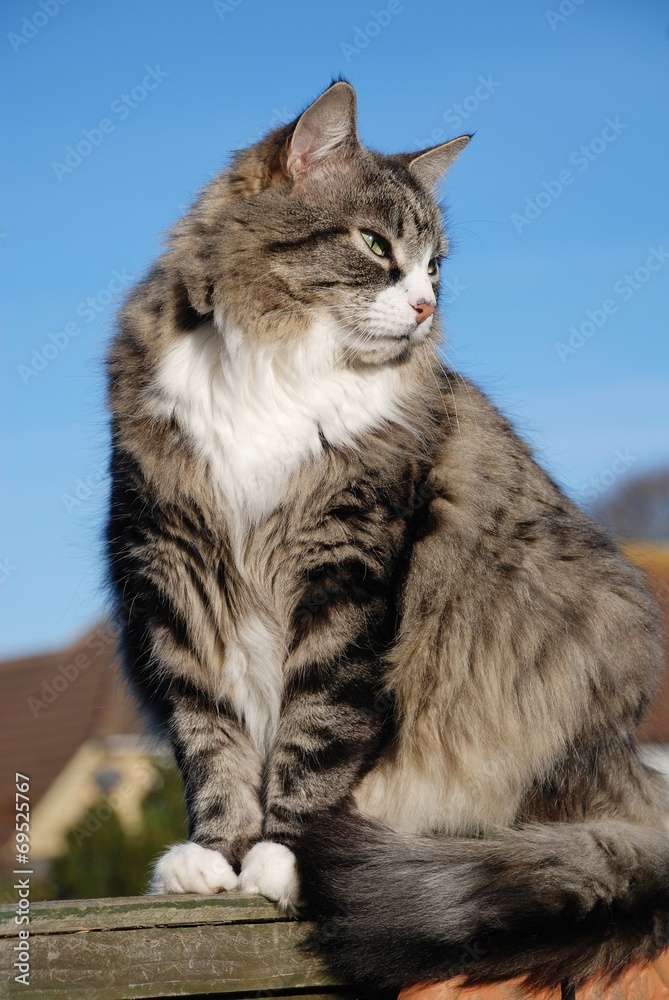 Long haired silver tabby cat