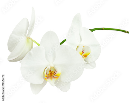 Three day old white orchid isolated on white background.