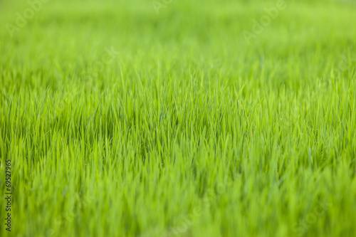 farm rice paddy field