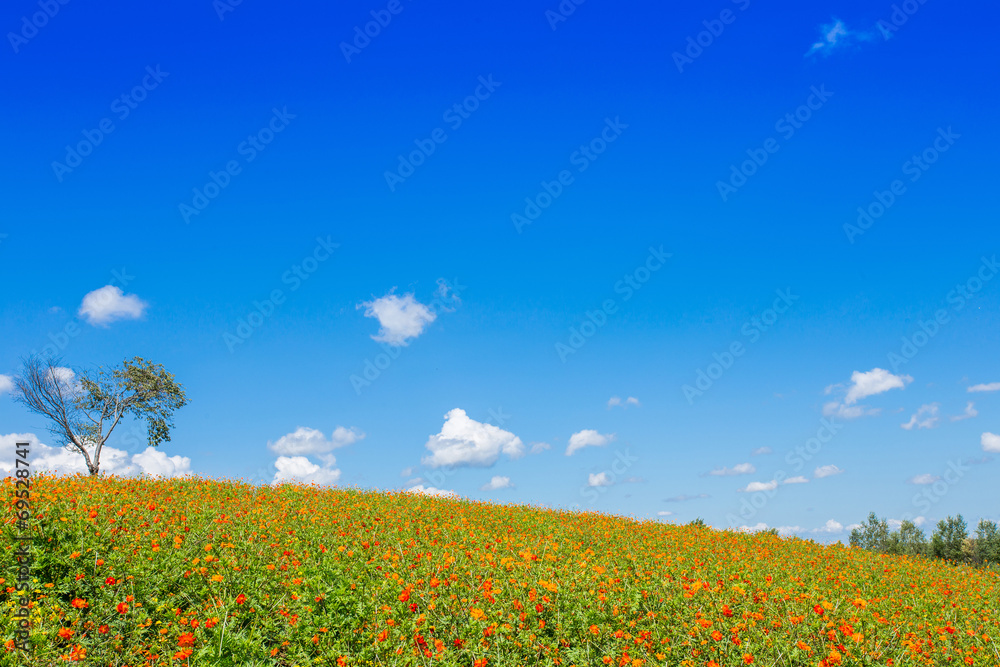 flowers flowers