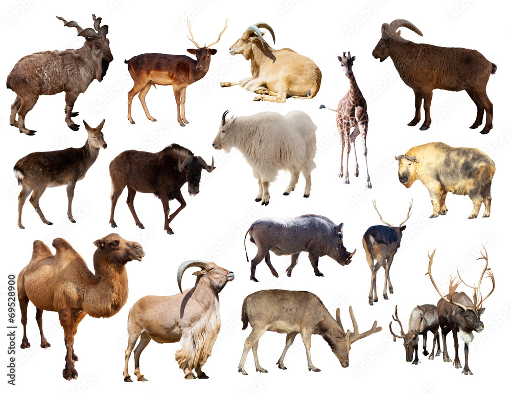 Obraz Set of mammal animal over white background