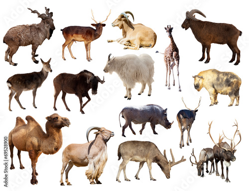 Set of  mammal animal over white background © JackF