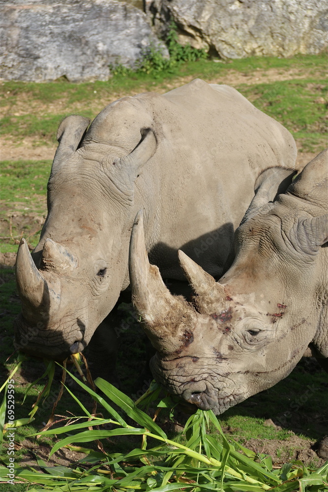 Fototapeta premium Rhinocéros