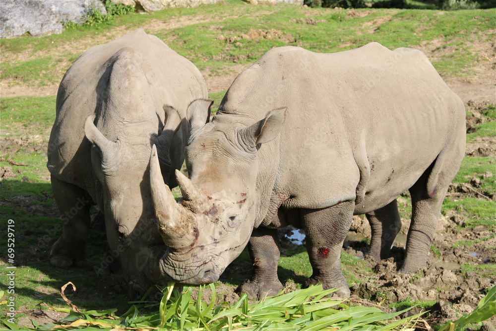 Obraz premium Rhinocéros