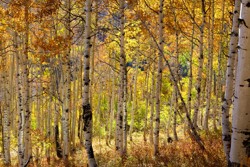Colorful Aspen trees in autumn time Colorful Aspen trees in autumn time