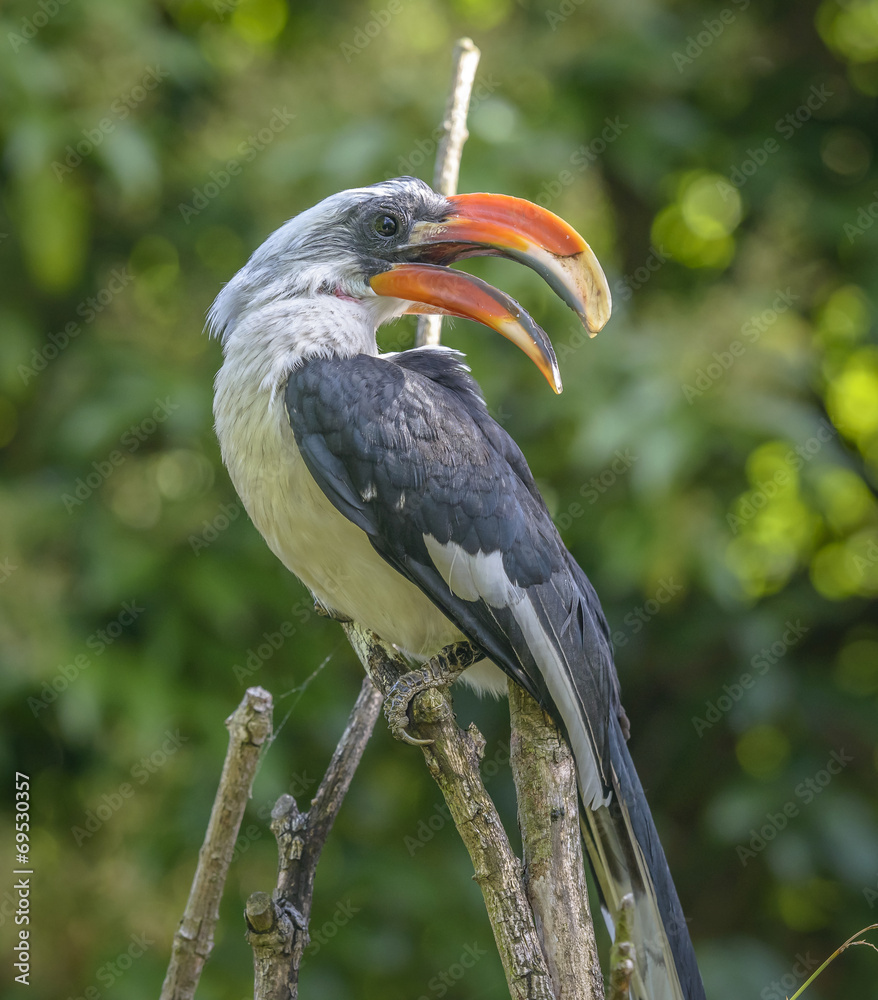 Toucan (Ramphastos toco) sitting on tree branch Toucan (Ramphastos toco) sitting on tree branch