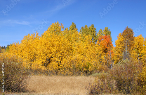 Colorful autumn trees with blue sky