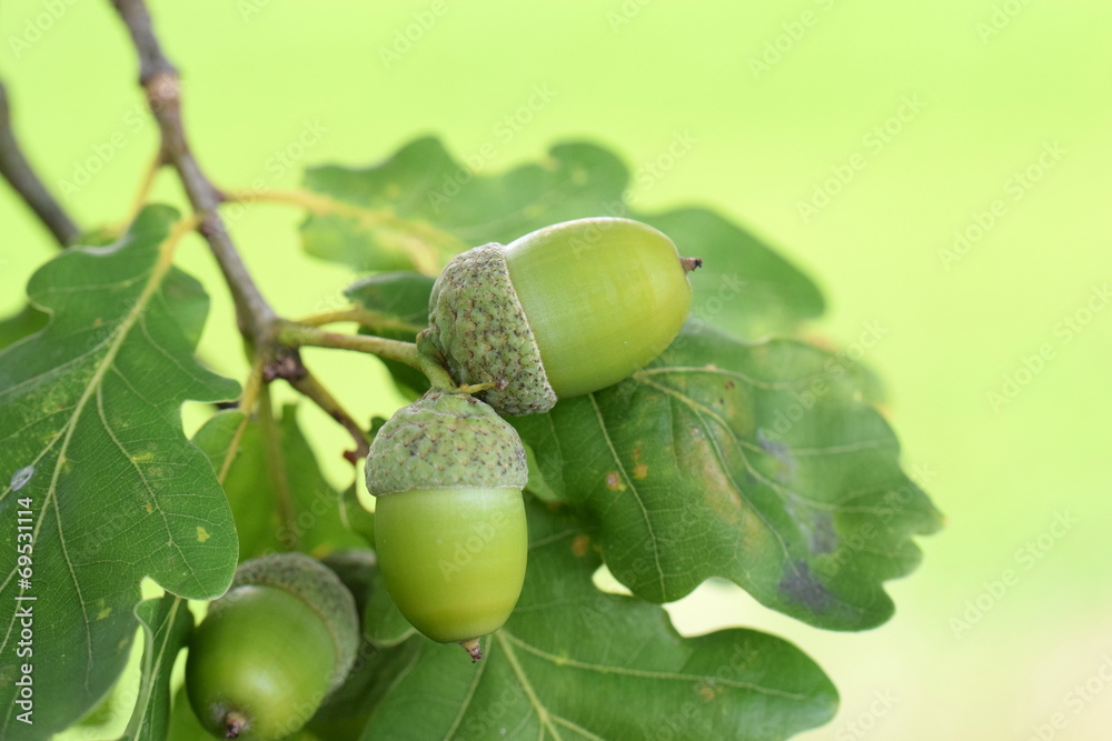 Obraz premium Eicheln