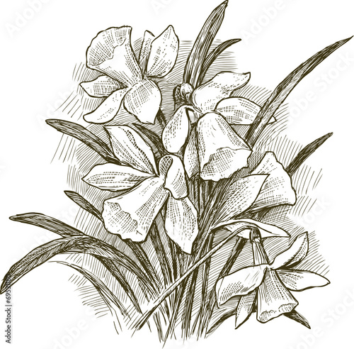 bouquet of narcissuses